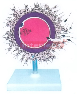THE PROCESS OF MODEL FERTILIZATION Exporter & Educational La