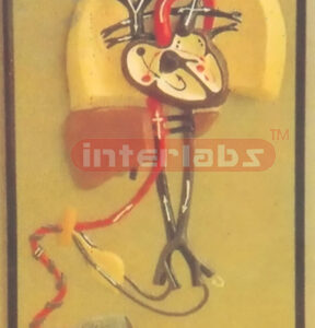 FOETAL CIRCULATION MODEL Exporter & Educational Laboratory E