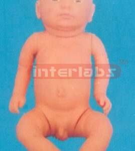 THE STANDARD BORN FETUS (A TYPE) Exporter & Educational Labo
