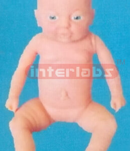BIG BABY MODEL OF 10 MONTH Exporter & Educational Laboratory