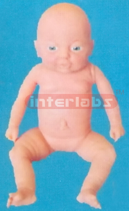 BIG BABY MODEL OF 10 MONTH Exporter & Educational Laboratory