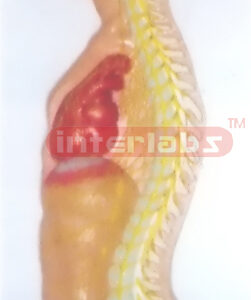 ADVANCED HANGING SPINAL CORD MODEL IN SPINAL CANAL Exporter