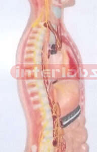 ADVANCED HANGING HUMAN AUTONOMIC NERVOUS SYSTEM MODEL (B TYP