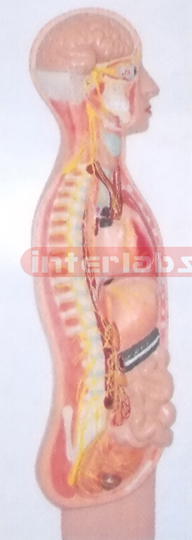 ADVANCED HANGING HUMAN AUTONOMIC NERVOUS SYSTEM MODEL (B TYP