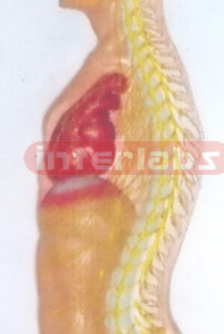 ADVANCED HANGING HUMAN AUTONOMIC NERVOUS SYSTEM MODEL Export