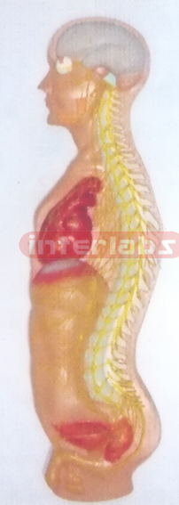 ADVANCED HANGING HUMAN AUTONOMIC NERVOUS SYSTEM MODEL Export