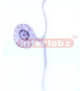 ADVANCED HANGING HUMAN AUTONOMIC NERVOUS SYSTEM MODEL (A TYP