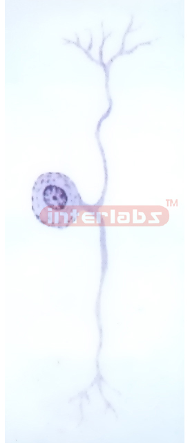 ADVANCED HANGING HUMAN AUTONOMIC NERVOUS SYSTEM MODEL (A TYP