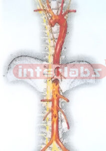 HANGING AUTONOMIC NEURON MODEL Exporter & Educational Labora