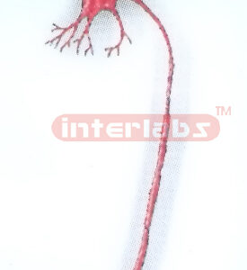 HANGING PSEUDOUN-IPOLAR NEURON MODEL Exporter & Educational