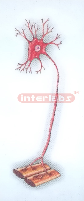 HANGING PSEUDOUN-IPOLAR NEURON MODEL Exporter & Educational