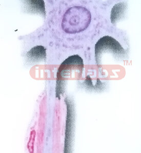 HANGING AUTONOMIC DIVISION OF THE PERIPHERAL NERVOUS SYSTEM