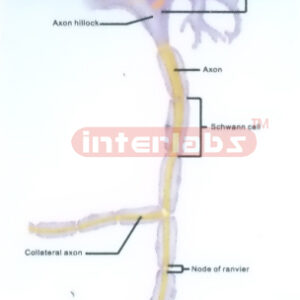 HANGING MOTOR NEURON (CELL) DEMONSTRATION MODEL Exporter & E