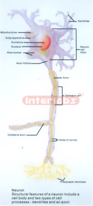HANGING MOTOR NEURON (CELL) DEMONSTRATION MODEL Exporter & E