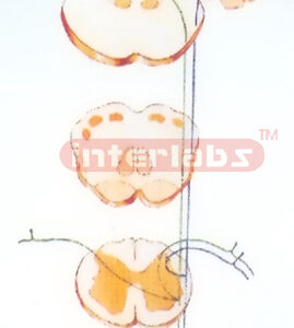 HANGING HUMAN NEURON STRUCTURE MODEL Exporter & Educational
