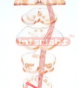 HANGING PYRAMIDAL SYSTEM (CORTICOSPINAL TRACT) MODEL Exporte