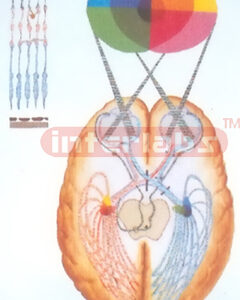 HUMAN VISUAL PATHWAY MODEL Exporter & Educational Laboratory