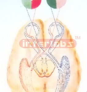 HANGING VISUAL PATHWAY MODEL Exporter & Educational Laborato