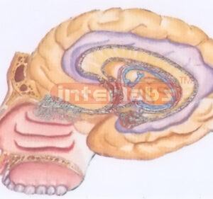 HUMAN OLFACTORY ORGANS Exporter & Educational Laboratory Equ