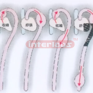 HANGING HUMAN BLOOD FLOWING DEMONSTRATION MODEL Exporter & M