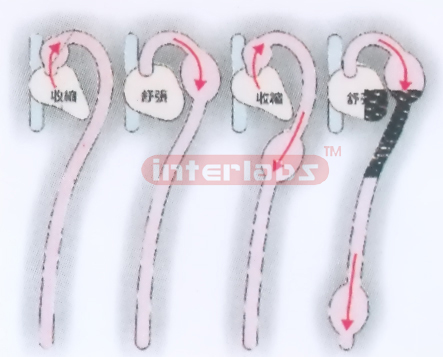 HANGING HUMAN BLOOD FLOWING DEMONSTRATION MODEL Exporter & M