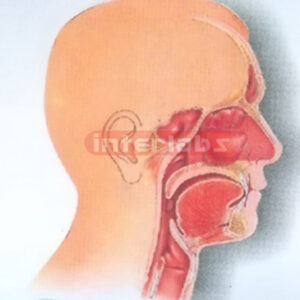 HUMAN HEAD