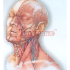HUMAN HEAD AND NECK DEEP DISTRIBUTION MODEL STRUCTURE Export