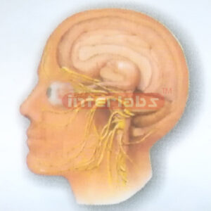 HUMAN HEAD AND NECK CRANIAL NERVES  DISTRIBUTION MODEL Expor