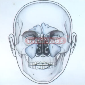HUMAN FACE MODEL FOR MEDIAN OF NOSE Exporter & Educational L