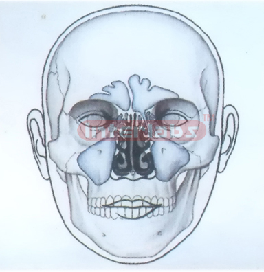 HUMAN FACE MODEL FOR MEDIAN OF NOSE Exporter & Educational L