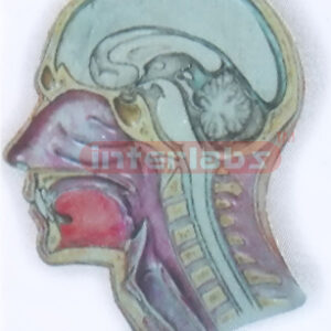 HEAD & NECK ANATOMICAL MODEL Exporter & Educational Laborato