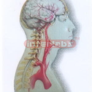 HEAD & NECK MODEL FOR MAIN ARTERY DISTRIBUTION Exporter & Ed