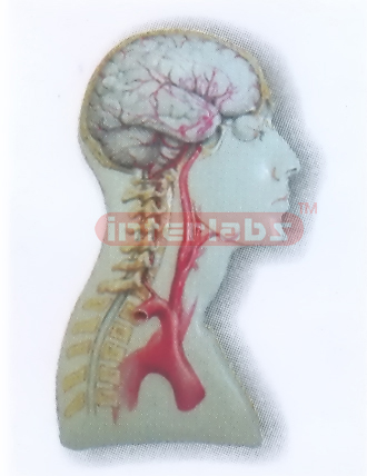 HEAD & NECK MODEL FOR MAIN ARTERY DISTRIBUTION Exporter & Ed