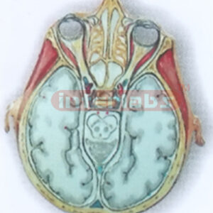 HUMAN SKULL CT MODEL Exporter & Educational Laboratory Equip
