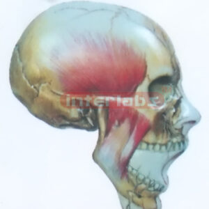 HUMAN FACE DISTRIBUTION MODEL WITH MAIN ARTERY Exporter & Ed