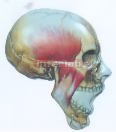 HUMAN FACE DISTRIBUTION MODEL WITH MAIN ARTERY Exporter & Ed