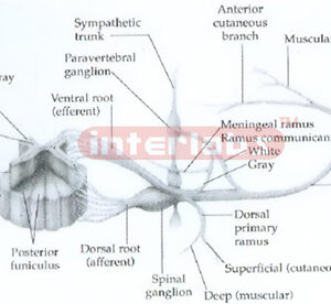 POSTERIOR VIEW OF SPINAL CORD AND DISTRIBUTION OF RIGHT SPIN
