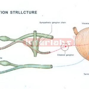HUMAN COMUNECATION MODEL Exporter & Educational Laboratory E