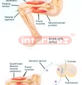 HUMAN KNEE-JERK REFLEX MODEL Exporter & Educational Laborato
