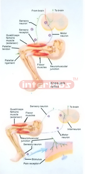 HUMAN KNEE-JERK REFLEX MODEL Exporter & Educational Laborato