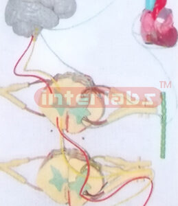 HANGING HUMAN PERIPHERAL NEUROUS SYSTEM (PNS) PISTRIBUTION M