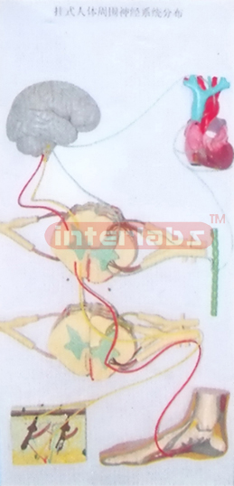 HANGING HUMAN PERIPHERAL NEUROUS SYSTEM (PNS) PISTRIBUTION M