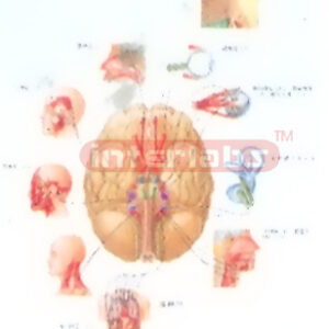HANGING HUMAN COMUNECATION OF SYMPATHETIC NERVES IN BRAIN AN