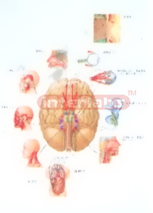 HANGING HUMAN COMUNECATION OF SYMPATHETIC NERVES IN BRAIN AN