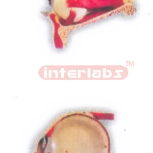 EYE MUSCLES OF THE ORBIT Exporter & Educational Laboratory E