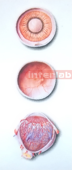 HANGING HUMAN HORIZONTAL SECTION MODEL OF THE EYEBALL Export