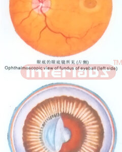 HANGING HUMAN EYE ANTERIOR AND POSTERIOR ASPECT MODEL Export