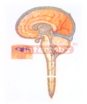 DIAGRAM OF CEREBROSPINAL FLUID CIRCULATION Exporter & Educat