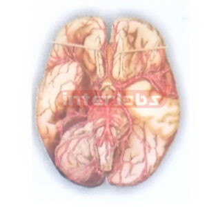 HUMAN BLOOD DISTRIBUTION MODEL OF BRAIN PITUITARY Exporter &
