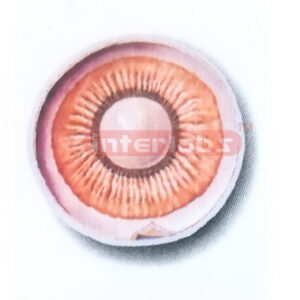 ANTERIOR PART OF THE EYEBALL (INTER-NAL ASPECT) MODEL Export